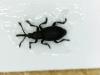 Ceratapion penetrans